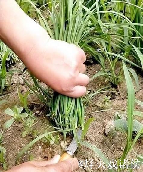 探秘51吃瓜群众路线背后的故事 探秘51吃瓜群众路线背后的故事